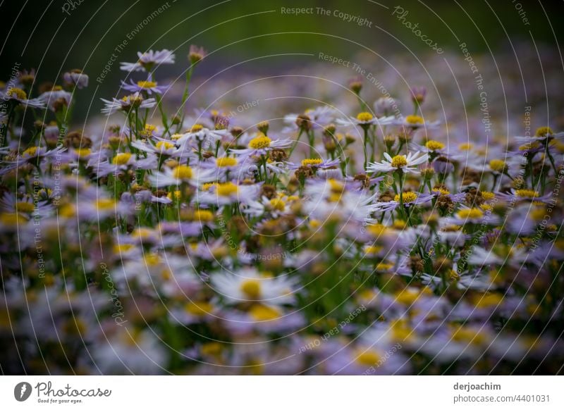 1001 x daisies still blooming. flowers Nature Blossom Blossoming Plant Colour photo Flowers and plants naturally Exterior shot Summer Blossom leave Environment