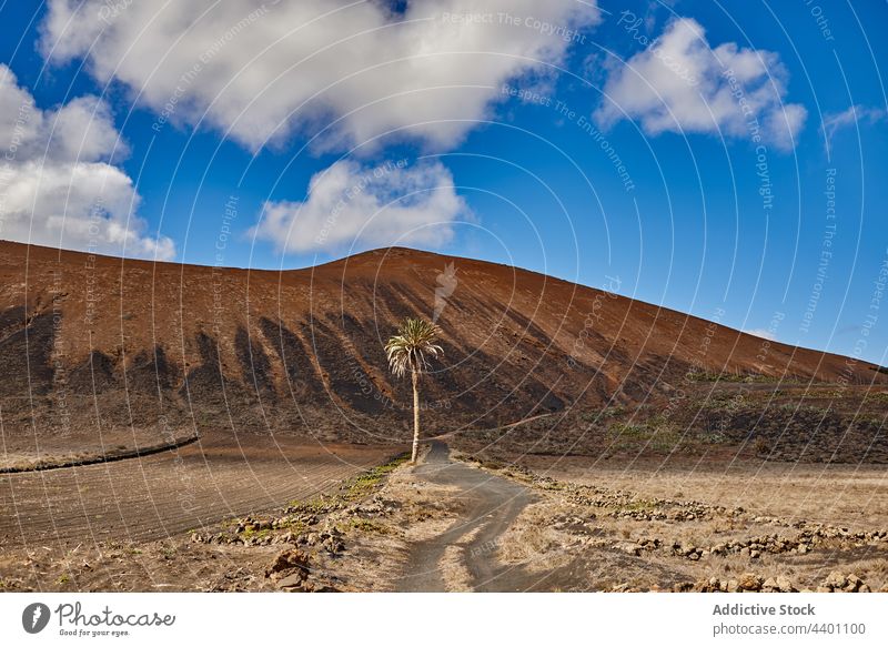 Palm growing near hill in nature palm sand countryside arid path blue sky cloudy tropical summer fuerteventura spain canary islands plant exotic flora vegetate