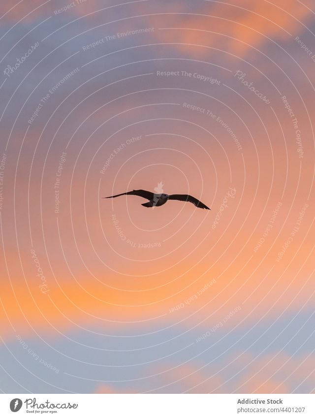 Seagull flying against sunset sky seagull sundown bird soar flight evening twilight pink cloud freedom ornithology wildlife wing dusk atmosphere peaceful
