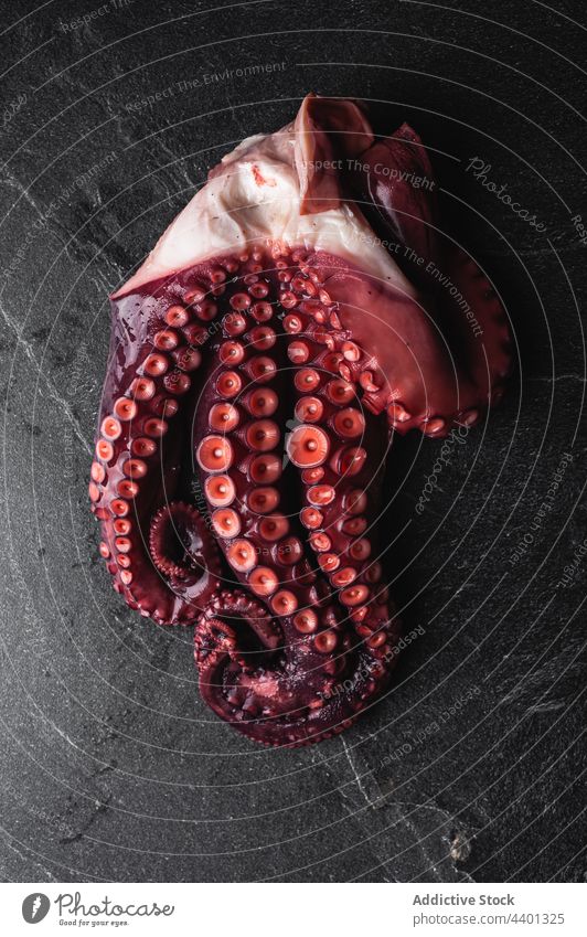 Octopus with red tentacles on dark table octopus sucker raw fresh seafood color uncooked product natural round shape gourmet organic healthy tasty nutrition