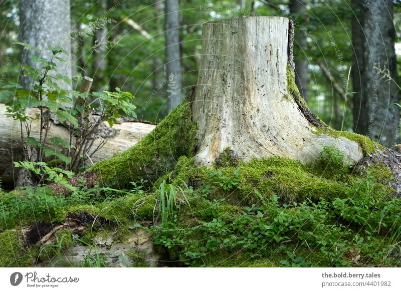 Tree stump covered with moss in the forest Summer Forest Moss Green Nature Colour photo Exterior shot Deserted Plant Day naturally