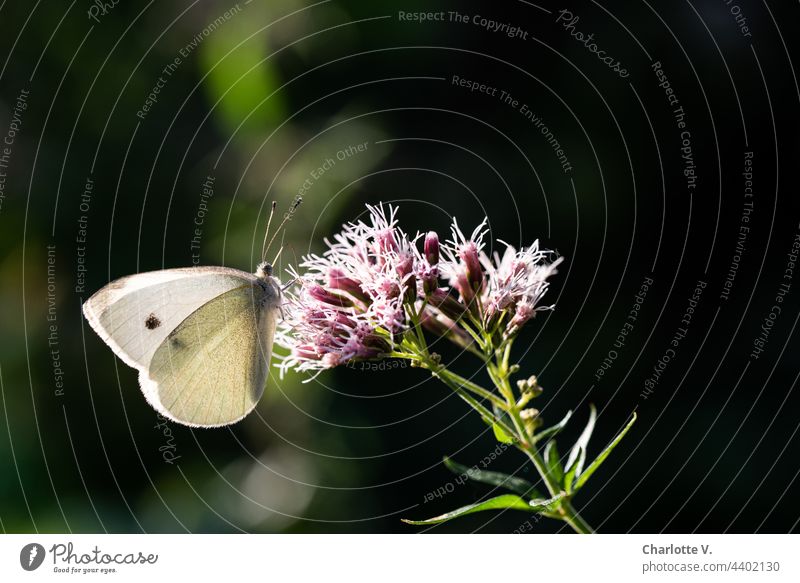 cabbage white butterfly Butterfly small cabbage white butterfly Animal Nature Colour photo Exterior shot Blossom Grand piano Insect Plant Summer Close-up Flower