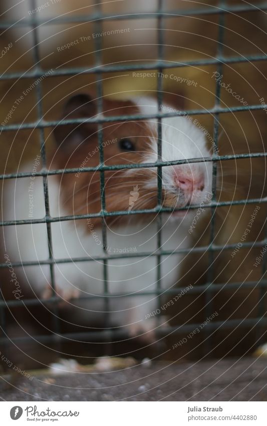 Guinea pig behind bars Hamster Animals in captivity Game park rodent Grating Enclosure Animal face show claws To hold on nibble Whiskers brown and white