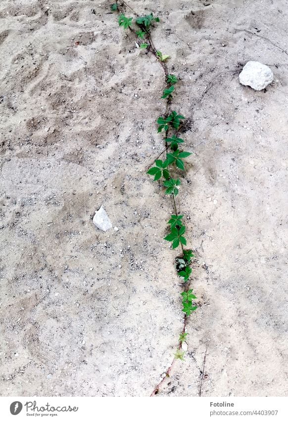 The sprout of a wild vine meanders across the sandy soil of a Lost Place, looking for the next building to overgrow. Virginia Creeper Plant Exterior shot