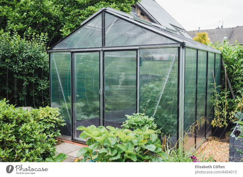 Greenhouse in the garden greenhouse raised beds growing glasshouse summer outdoor cottage garden agriculture hothouse insulation polycorbonate panels tomatoes