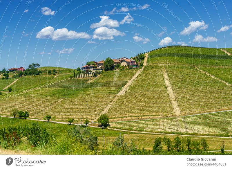 Vineyards of Langhe, Piedmont, Italy at May Barbaresco Cuneo Europe Unesco agriculture color country day farm field flower green hill house landscape nature