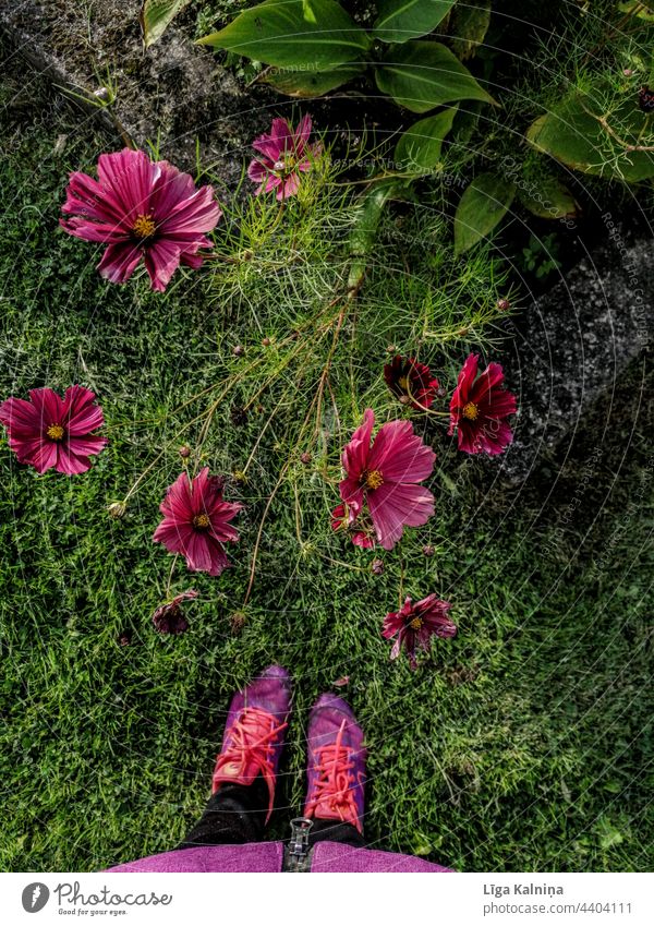 View of shoes and flowers next to them Shoes Flowers Purple Nature Natural color Violet purple flowers Blossoming Low section Grass standing Garden
