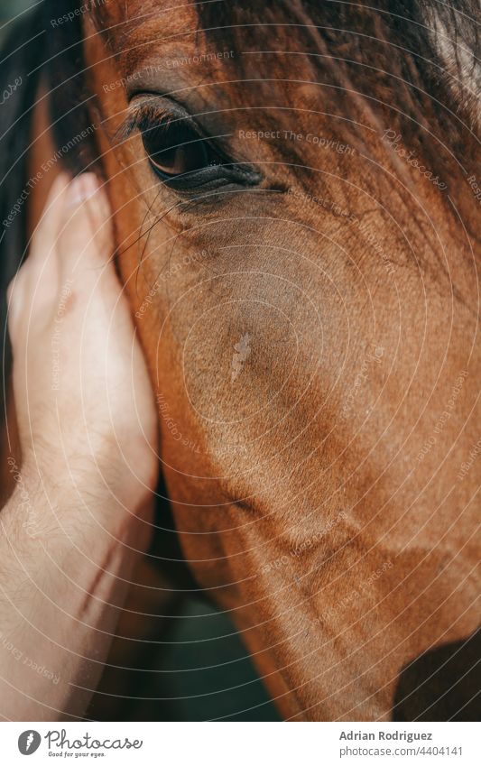 Man caressing a brown horse placing her hand on its neck in a close up cropped view eye nature animal face closeup skin hair head friendship contact touching