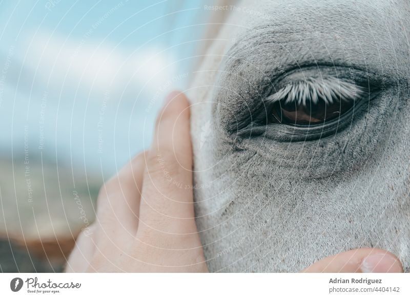 Horse head with man's hand eye horse nature animal face closeup skin hair friendship contact touching emotion sorrowful thoughtful love tenderness feeling rural