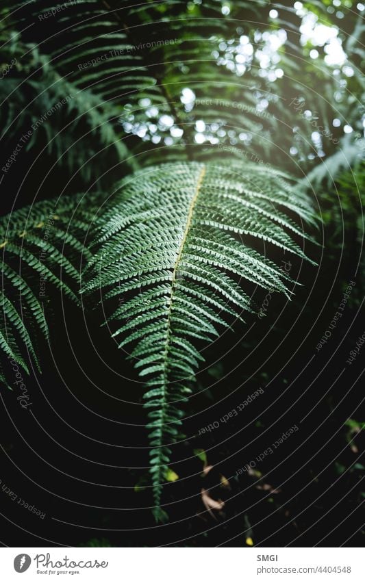 Detail shot of a fern leaf growing in a forest. Fern floral natural background in sunlight. Copy space botanical chlorophyll darkness drops eco ecology