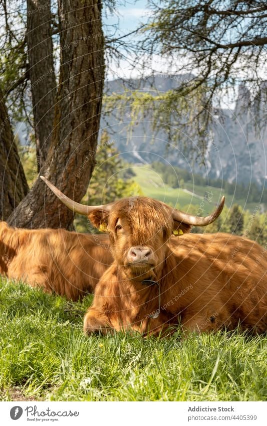 Highland cattle lying on meadow in mountains highland cow pasture graze animal domestic dolomite alps italy grass countryside nature hill mammal green field