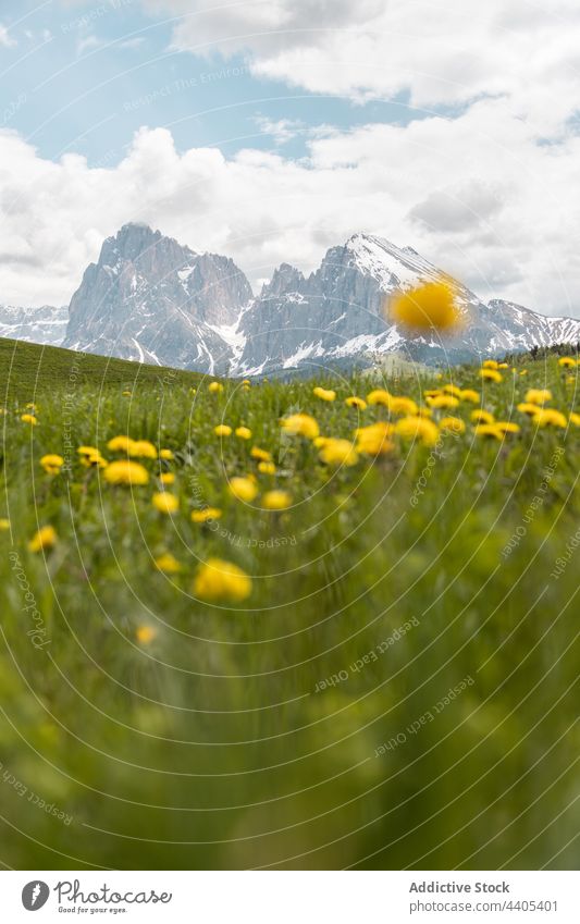 Alpine meadow with yellow flowers in mountains alpine highland field bloom blossom landscape alps dolomite italy environment valley grow growth hill vegetate