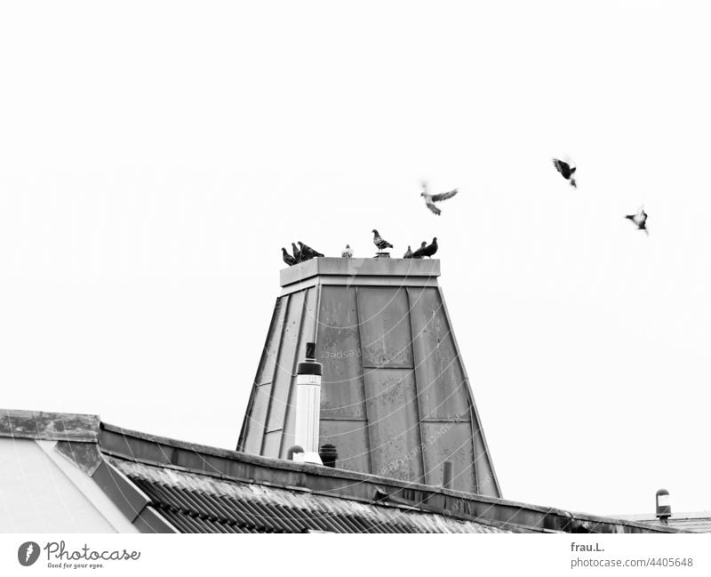 dove tower birds meeting capstone Roof Pigeon Flying Sit Tower
