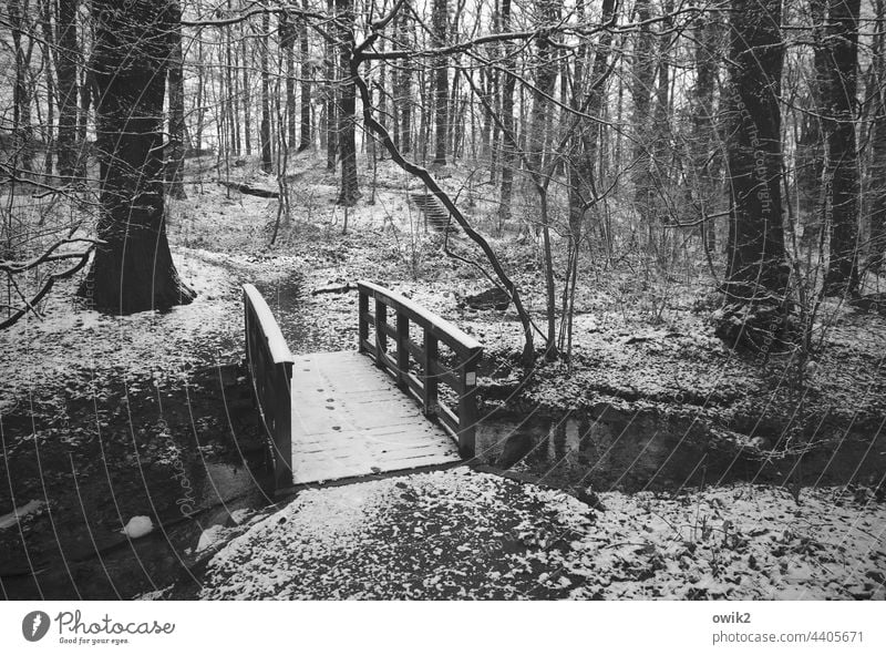 temporary solution Bridge Brook Winter Landscape Nature Environment Bushes Park Water Tree Idyll Shadow rail tranquillity Mysterious Water reflection Forearm