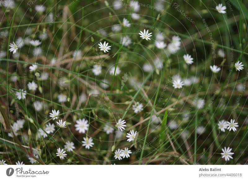 Little white flowers in the meadow little flowers Small White Green Flower meadow Blossom Grass Blossoming Colour photo Summer Close-up Exterior shot Wild plant