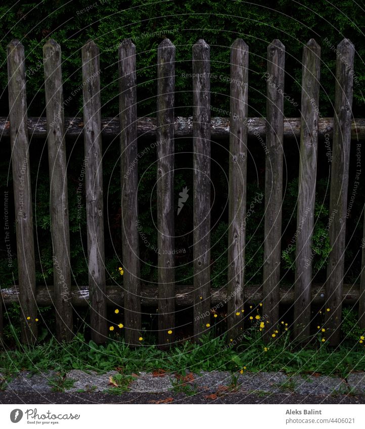 Wooden garden fence with flowers, grass and bush Garden fence Green little flowers Yellow Brown Old Colour photo Fence Exterior shot Deserted Summer