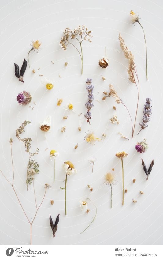 Flatlay of almost dried flowers and grasses flatlay blossoms Dried dried plant Plant Nature Summer Wild plant naturally wild flowers Dry Dried flower
