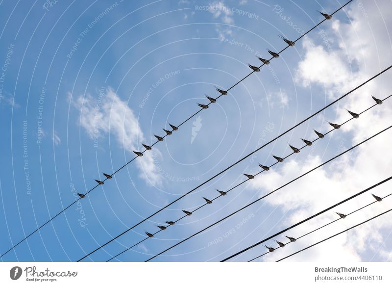 Swift martlet birds perching on wires over sky Bird swift swallow many group several roost blue silhouette black diagonal closeup copy space low angle view