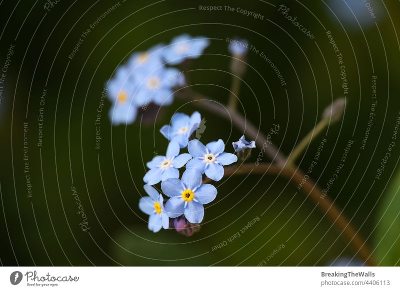 Blue forget me not flowers over green Myosotis flowerhead blue purple spring many background macro closeup bloom blossom horticulture Gardening nature fragile