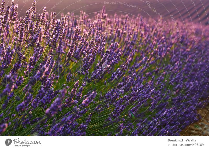 Provence purple lavender field at sunset Lavender Field Blooming Blossom Purple Sunset flowers Close-up France Day Picturesque Nature Evening pretty Rural