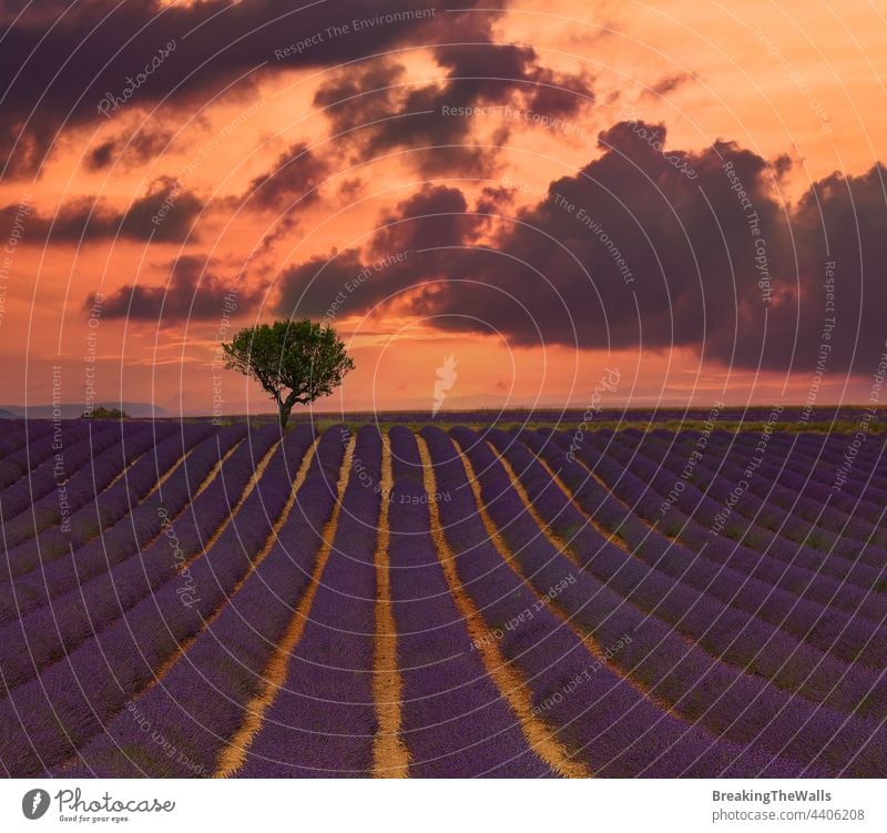 Purple lavender field of Provence Lavender blooming blossom purple day flowers France sky dramatic scenic nature tree beautiful rural agriculture farming