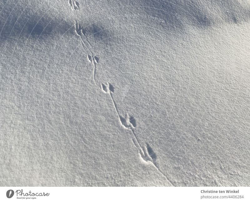 Animal tracks in the snow Winter Snow Cold White Snow layer Snow track Winter mood Nature Winter's day Light Shadow Tracks Contrast Weather Environment