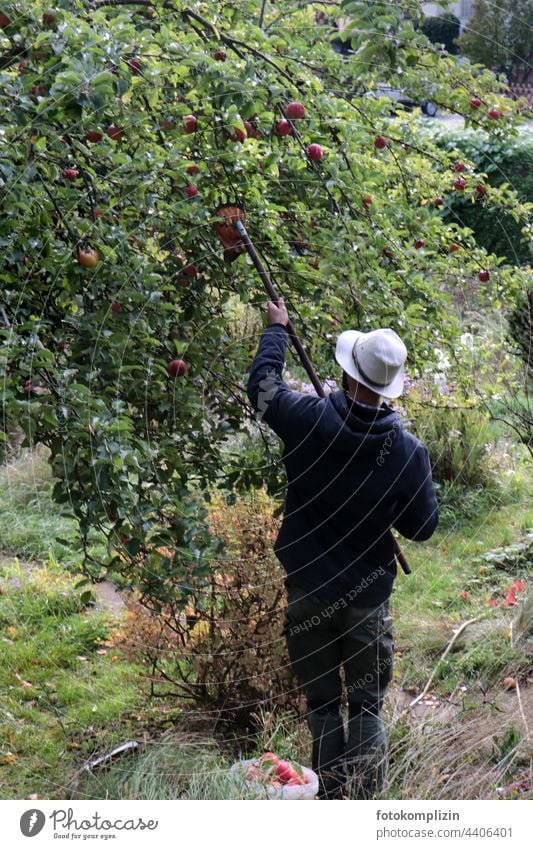 young man with hat picking apples Apple harvest reap Apple tree Man Human being Organic produce Harvest Tree Autumn Fresh Garden Healthy Food fruit Fruit trees