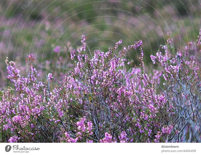 Close-up of a single shrub of the flowering heath heather blossom full bloom Plant vacation Summer bloom Pink purple Blossom Nature Violet Blossoming