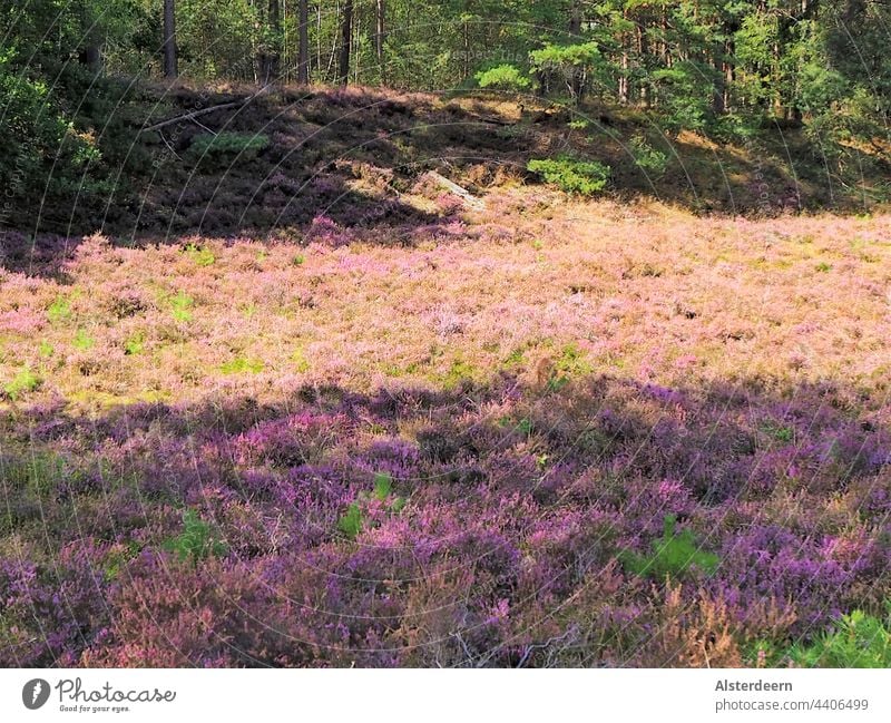 Heathland in Northern Germany Light and Shadow heather blossom late summer heath landscape Sun and shade gentle hills Violet plants blossoms purple Heather