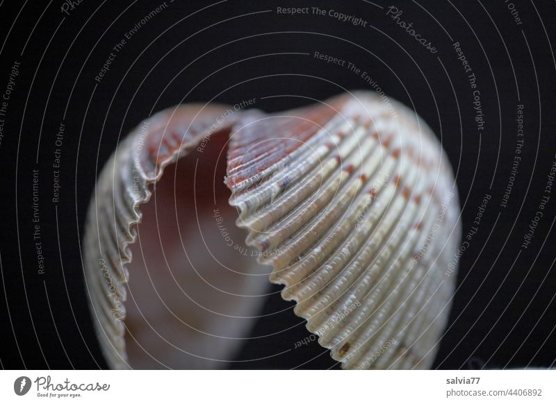 opened shell against black background Mussel Mussel shell Macro (Extreme close-up) Deserted Colour photo Forms and structures wave pattern Structures and shapes