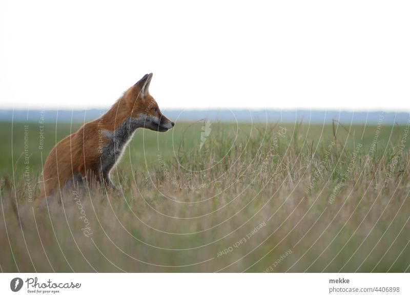 Little fox on the lookout in the deep grass Fox Animal Wild animal Nature Animal portrait Grass Meadow attention Observe observation Concentrate concentrated