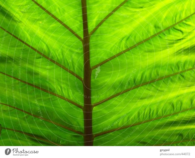 it greenens so greenly Leaf Plant Green Pattern Branchage Translucent