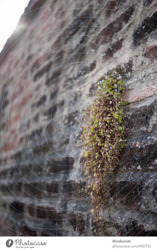 Wallflower II Environment Nature Plant Flower Leaf Blossom Wild plant Castle Wall (barrier) Wall (building) Roof Stone Brick Blossoming Hang Stand Growth Firm