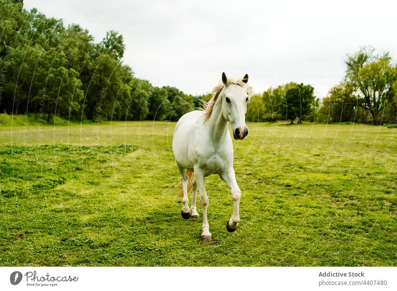 Horse running along green field in nature horse gallop meadow habitat natural animal summer grass gray white sky mammal countryside freedom wild rural cloudy