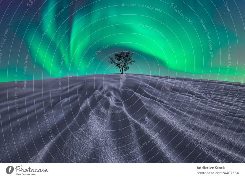 Amazing scenery of Northern lights over snowy terrain in winter northern sky night tree lonely valley aurora borealis illuminate glow cold landscape scenic