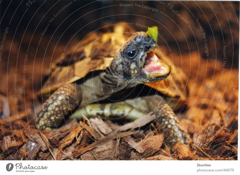 My schildi nimmersatt Turtle Salad leaf Greek tortoise Appetite Muzzle Open Armor-plated oestrus