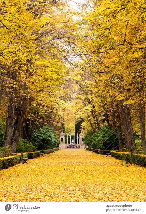 Lime trees in autumn in the gardens of Aranjuez, Spain. On both sides rows of lime trees bordered with hedges. You can see the ocher, gold and yellow colors of the leaves in autumn. In the background an ornamental fountain