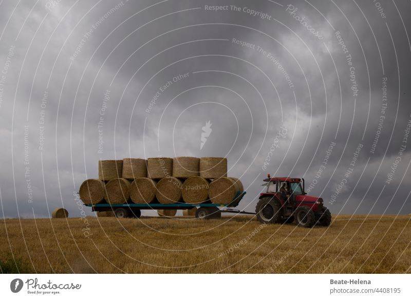 when the weather makes harvesting difficult: impending rainstorm requires quick action Harvest Grain Feed Storm Haste peril Weather Rain Gale downpour