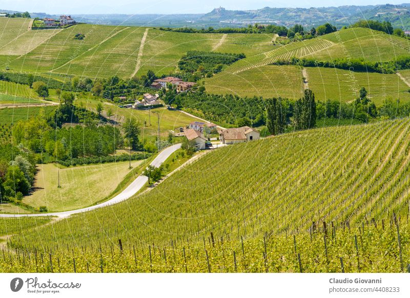 Vineyards of Langhe, Piedmont, Italy at May Barbaresco Cuneo Europe Unesco agriculture color country day farm field flower green hill house landscape nature