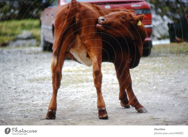 leak(s) Cow Calf Lick Hind quarters Tongue