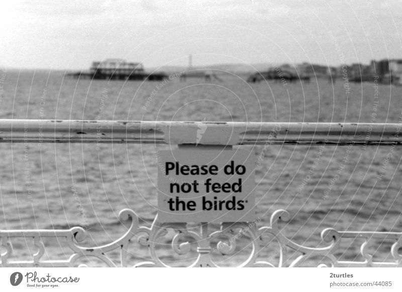 don't feed the birds Jetty Brighton England Great Britain Ocean Health Spa Shed Bridge Signs and labeling Birds are forbidden to feed Warning label Handrail