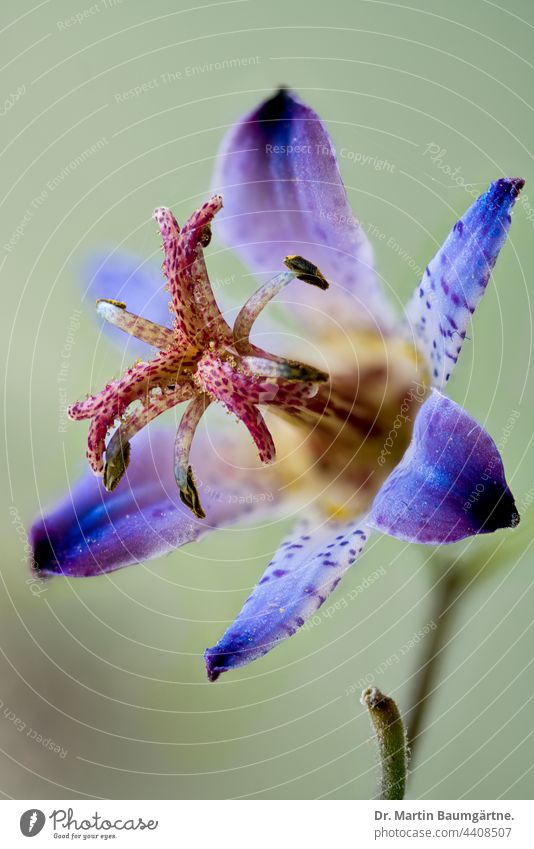 Japanese toad lily, Tricyrtis hirta Plant Tiger Star Blossom Blossoming perennial shadow-loving enduring Herbacious Liliaceae Lily plants from Japan