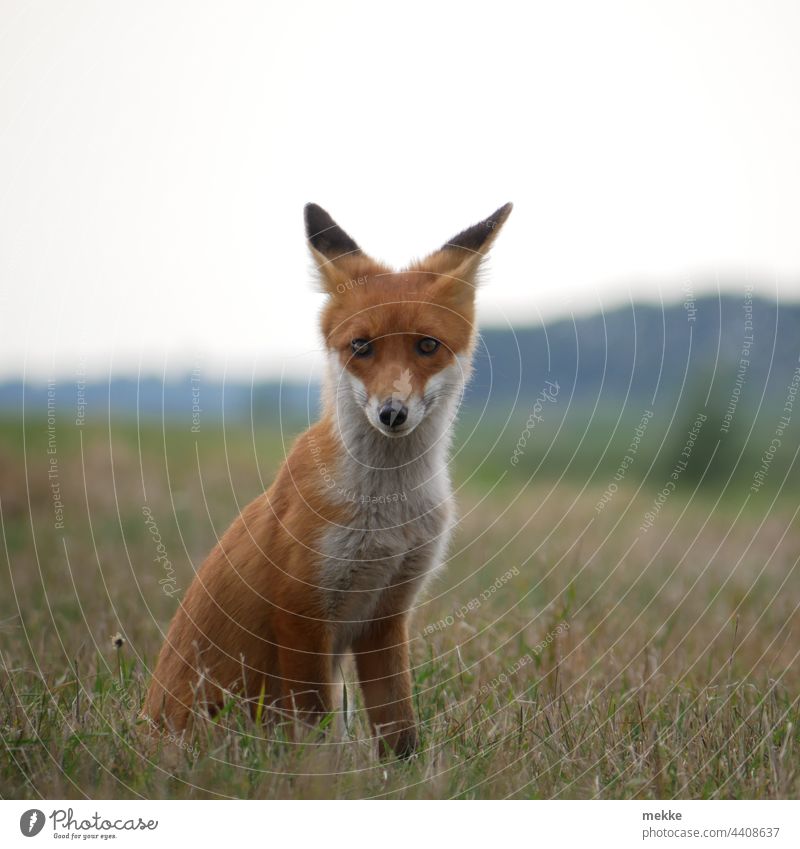 Little fox portrait in grass Fox Animal Wild animal Nature Animal portrait Grass Meadow attention Observe observation Concentrate concentrated Master predator
