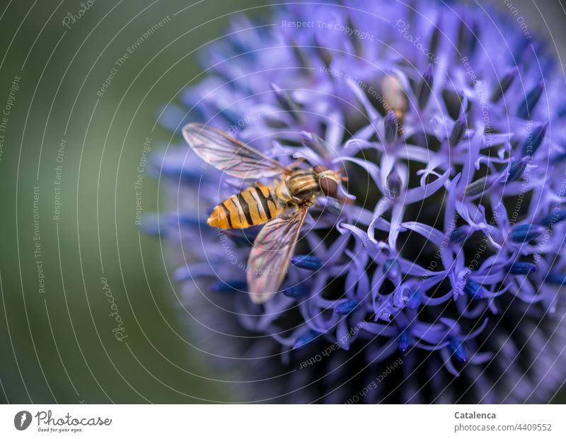 Hoverfly on a blue globe thistle in the garden Nature flora fauna Animal Insect Fly hoverfly Plant Blossom Thistle Summer Garden Blue Green Yellow Day daylight