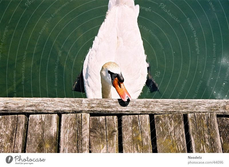 the swan Swan White Green Lake zurich Sun Footbridge Animal Nature