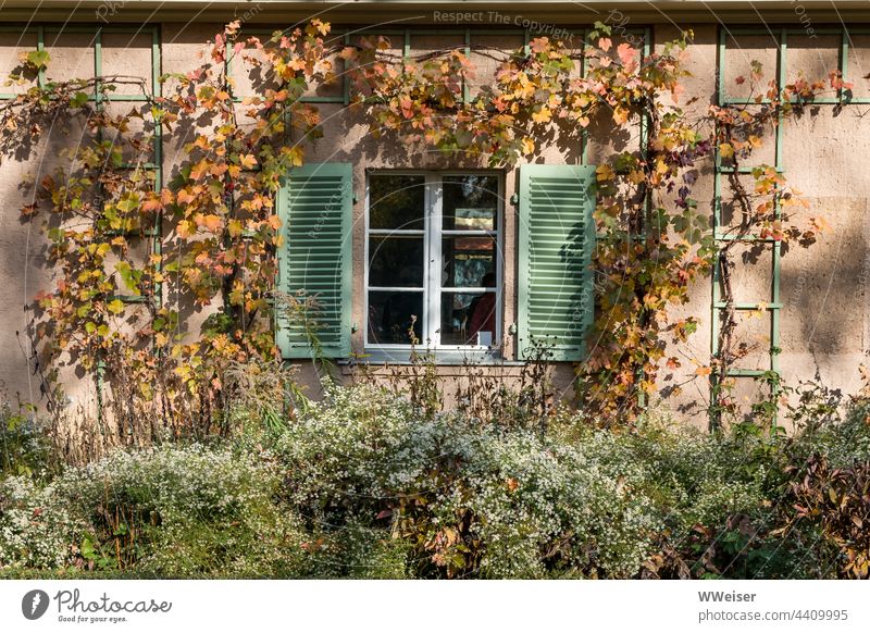 A window of a garden house surrounded by vine in autumn Gardenhouse Window House (Residential Structure) shutters Window frame plants cot Insight Vine Cordon
