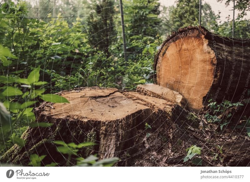 felled tree with tree stump and tree trunk Forester Woodcutter Tree Tree felling Lumberjack Forestry Nature sawn off forestry Grubbing-up Tree stump Tree trunk