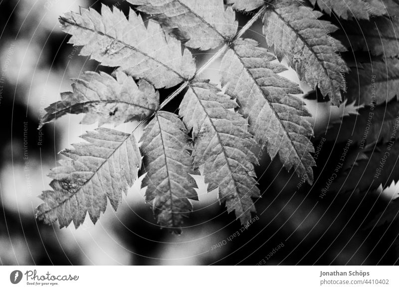 Leaves close up dark black and white Close-up Dark Black & white photo black-and-white high contrast somber Artistic Noble Plant fine Nature Exterior shot