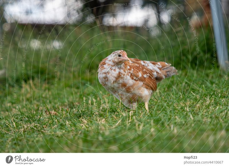 Young chicken in the meadow hen Bird Living thing feathers Animal birds Nature Meadow Willow tree Farm Agriculture agriculturally Flightless bird young animal