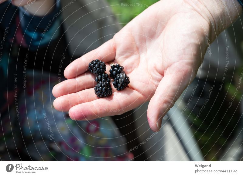 Blackberries in one hand Autumn Blackberry Forest fruits Berries Delicious organic Organic produce amass thanksgiving